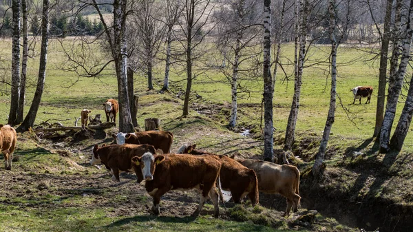 Cow Spring Green Meadow — Stock fotografie