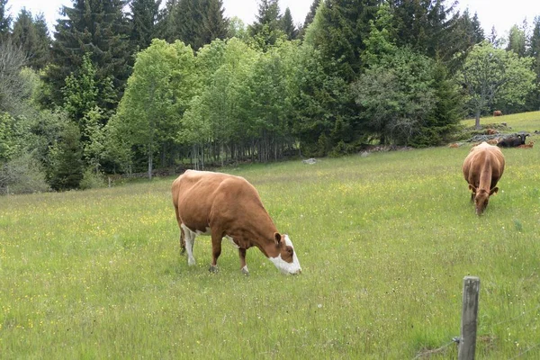 Una Vaca Prado Verde Primavera — Foto de Stock