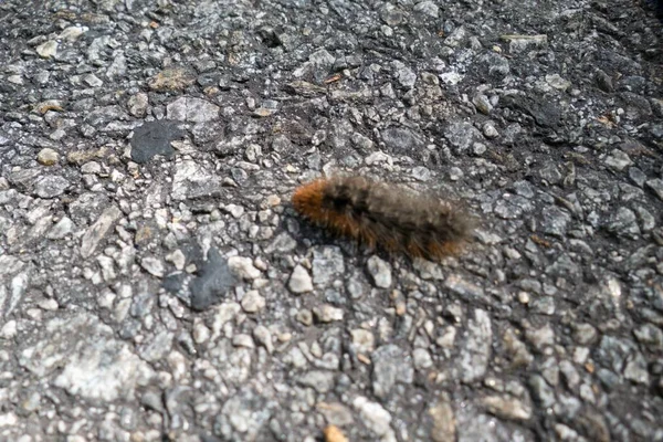 Close Detail Centipede Ground — Stockfoto