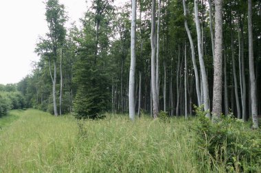 Güzel, ıslak, vahşi, yeşil orman sabah