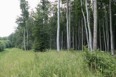 Güzel, ıslak, vahşi, yeşil orman sabah