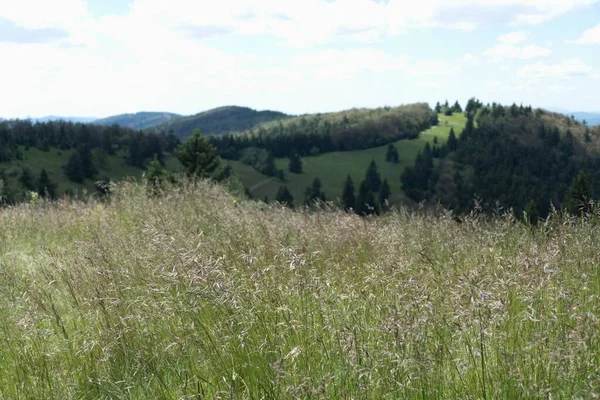 Estate Bellissimo Paesaggio Naturale Beskydy Nella Boemia Orientale Nella Repubblica — Foto Stock