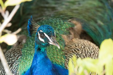 Gururlu renkli bir tavus kuşunun yakın detayı.
