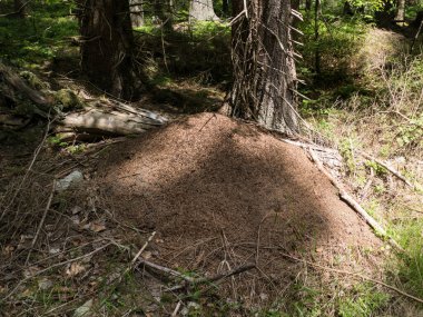 Bir karınca böceğinin yakın detayı