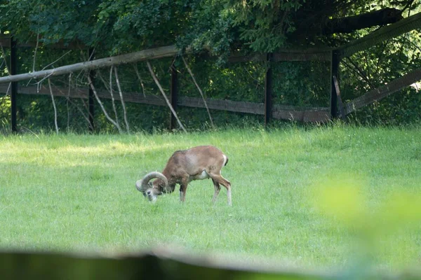 Wilde Geit Een Weiland Natuur — Stockfoto