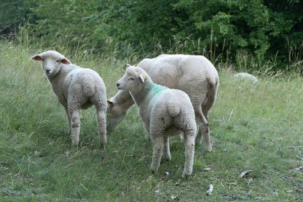Trzy Owce Łące Ciekawym Spojrzeniem — Zdjęcie stockowe