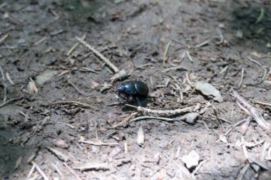 Yerdeki büyük siyah böceğin ayrıntıları.