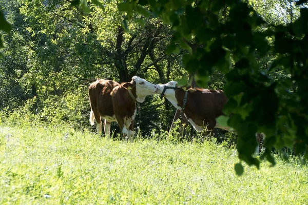 Hermosa Pareja Dos Besos Vacas Prado — Foto de Stock