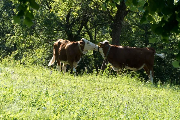 Hermosa Pareja Dos Besos Vacas Prado — Foto de Stock
