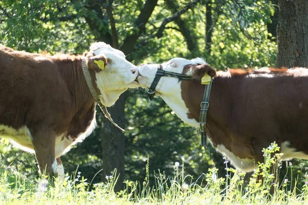 Красивая Пара Двух Целующихся Коров Лугу — стоковое фото