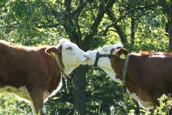 Красивая Пара Двух Целующихся Коров Лугу — стоковое фото