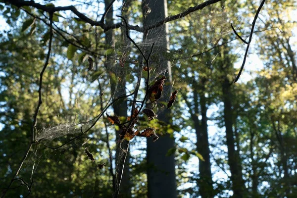 Bela Teia Aranha Frágil Com Orvalho Manhã Floresta — Fotografia de Stock