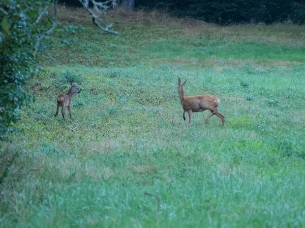 Een Wilde Geit Een Landbouwgrond — Stockfoto