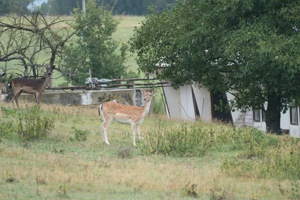 Een Wilde Geit Een Landbouwgrond — Stockfoto