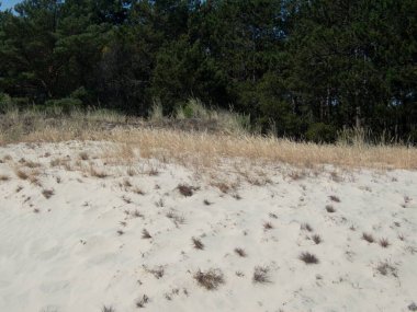 Kuzey Kutbu ve Baltık Sahili 'ndeki ünlü güzel Slowinsky Parkı narodowy kum tepesi