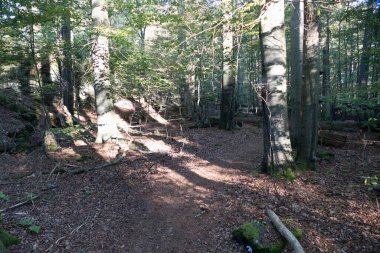 Avrupa 'nın ortasında güzel yeşil odun