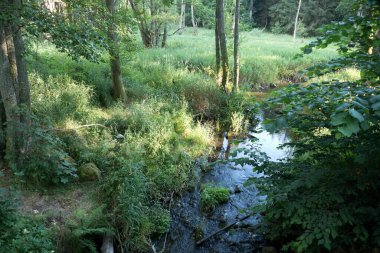 Orta Avrupa 'daki ormanlarda saf su akıntısı