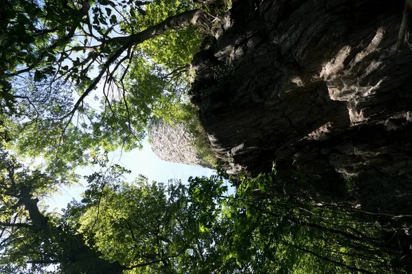 Schöner Grüner Wald Der Mitte Europas — Stockfoto