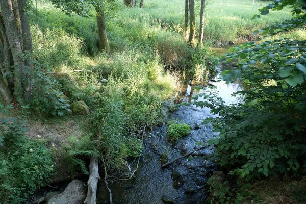 Reines Wasser Den Wäldern Mitteleuropas — Stockfoto