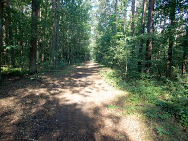 Avrupa 'nın ortasında güzel yeşil odun