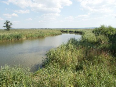 Orta Avrupa 'daki ormanlarda saf su akıntısı