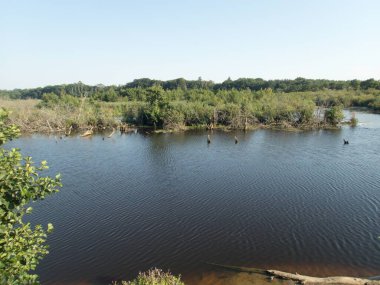 Orta Avrupa 'daki ormanlarda saf su akıntısı