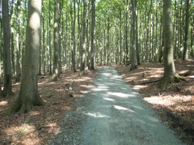 Avrupa 'nın ortasında güzel yeşil odun