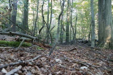 Avrupa 'nın ortasında güzel yeşil odun