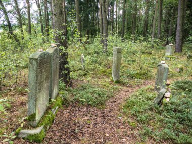 Ormandaki büyük ağaçlı terk edilmiş Yahudi mezarlığı.