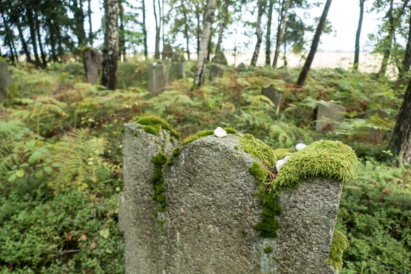 Opuštěný Židovský Hřbitov Lese Velkými Stromy — Stock fotografie