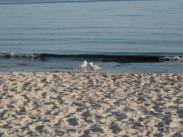 Ein Schöner Romantischer Ostseeküste Leerer Strand — Stockfoto