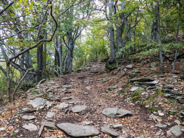 Derin ormandaki büyük, güzel ağaçlar.