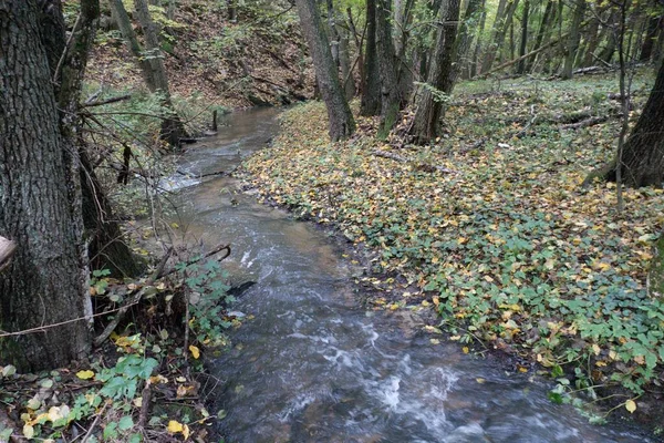 Pequeno Rio Água Pura Floresta — Fotografia de Stock