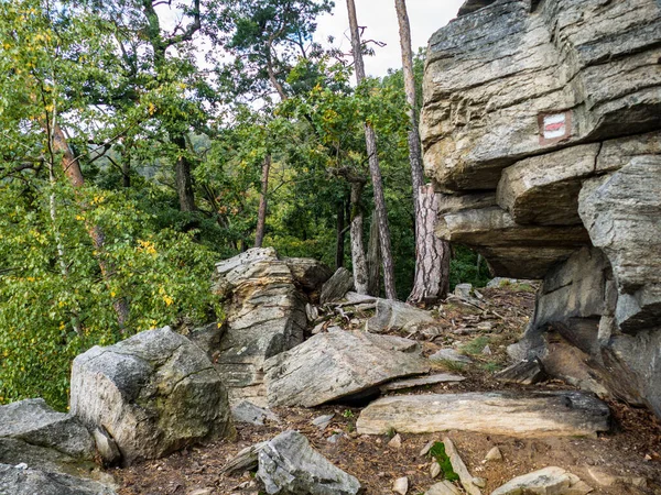 Beautiful Rocks Deep Green Wood — Stock Photo, Image