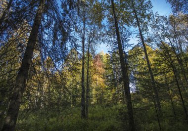 Sonbahar Komi Cumhuriyeti