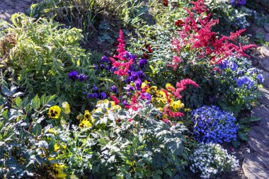 parlak çiçekler kısa Kuzey yaz çiçek