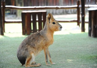 Patagonya mara - (Dolichotis patagonum), Güney Amerika'nın güney ucunda yer alan seyrek nüfuslu bir bölge