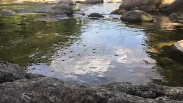 Хронология Водной Прогулки Катания Коньках Прудам Gerris Lacustris Потоке — стоковое видео