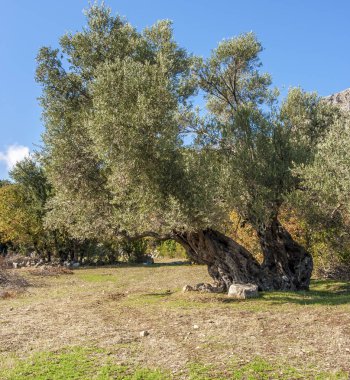 tek zeytin ağacı