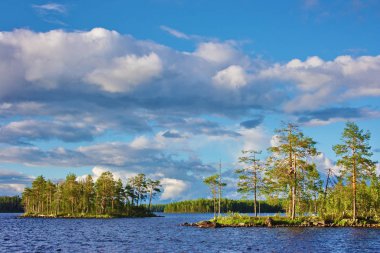 Bir göl kenarında pines ile bir ada