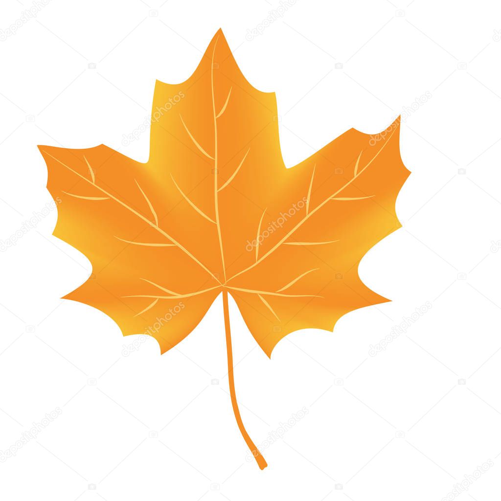 Autumn leaf vector isolated on white background