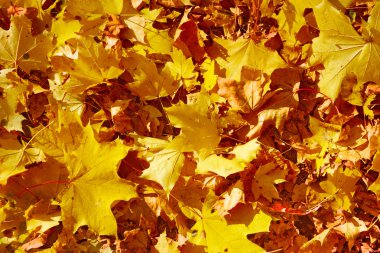 Turuncu ve sarı sonbahar yaprakları halı arka plan