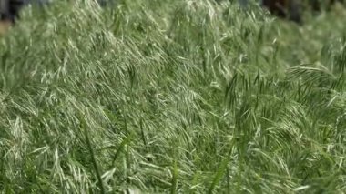 Rüzgarda sallanan yeşil çimenler