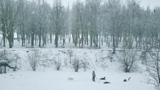 Люди Выгуливают Собак Зимнем Парке — стоковое видео