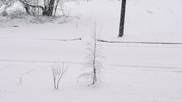 Snöig Väg Ett Litet Träd Växer Mot Bakgrund Lätt Snöväg — Stockvideo