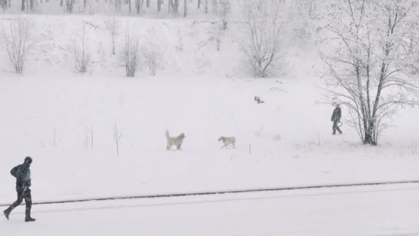 Pessoas Passeiam Cães Parque Inverno — Vídeo de Stock
