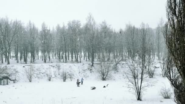 Folk Rastar Hundarna Vinterparken — Stockvideo