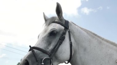 Beyaz at, yakın plan. At Biniciliği.