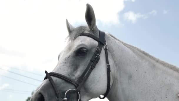 Белая Лошадь Крупным Планом Верховая Езда — стоковое видео