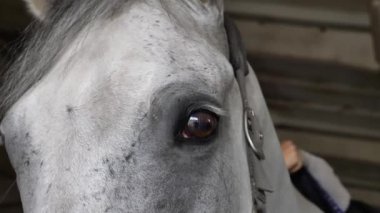 Beyaz at, yakın plan. At Biniciliği.